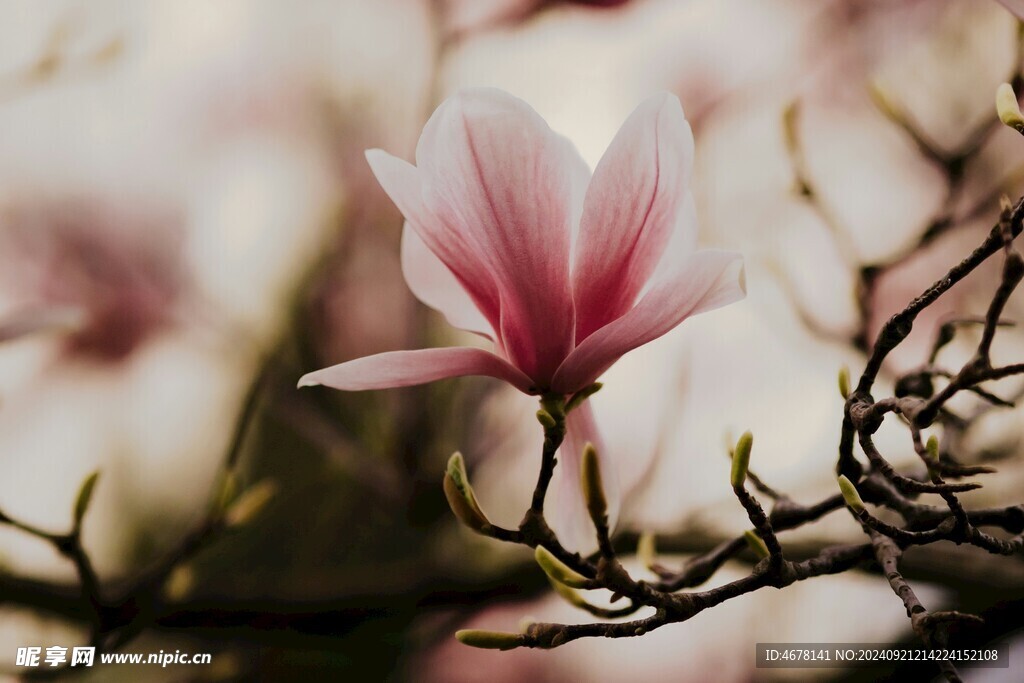 玉兰花