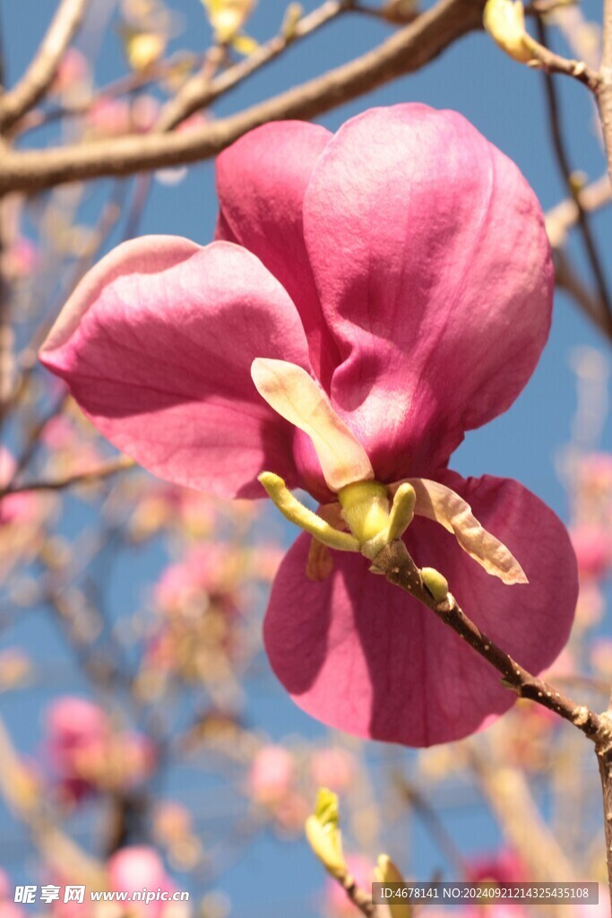 玉兰花