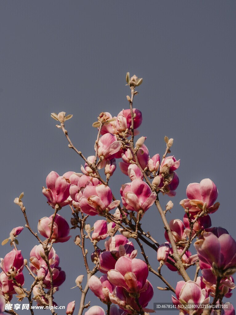玉兰花