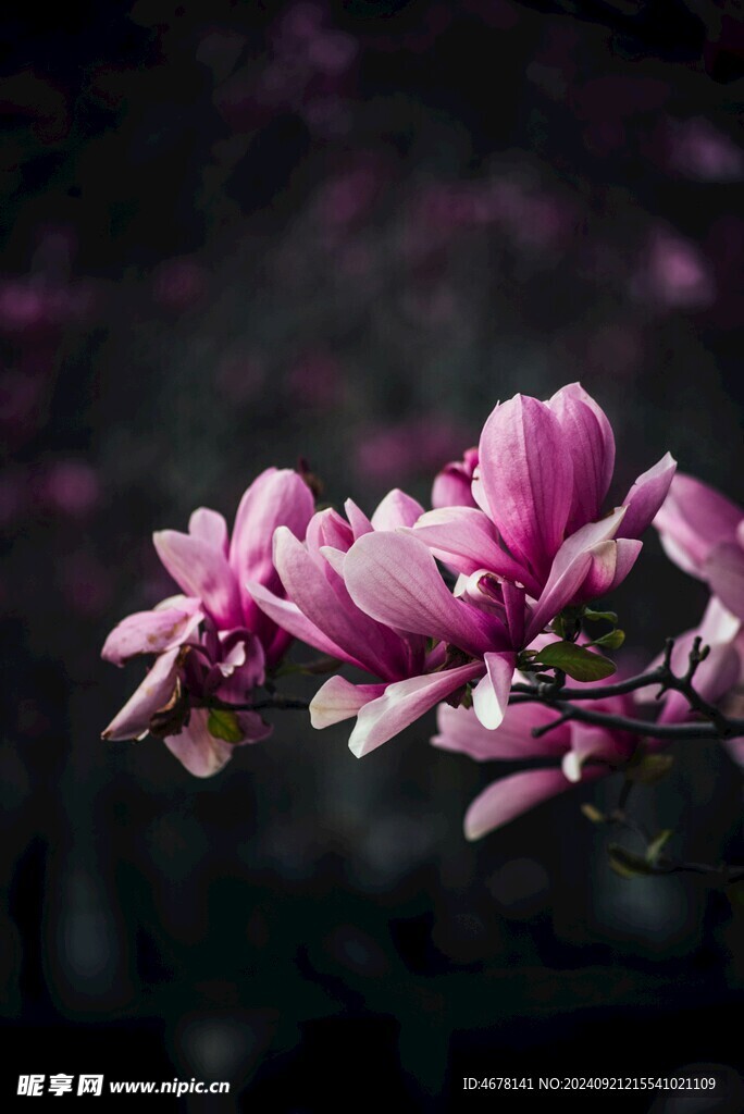 玉兰花