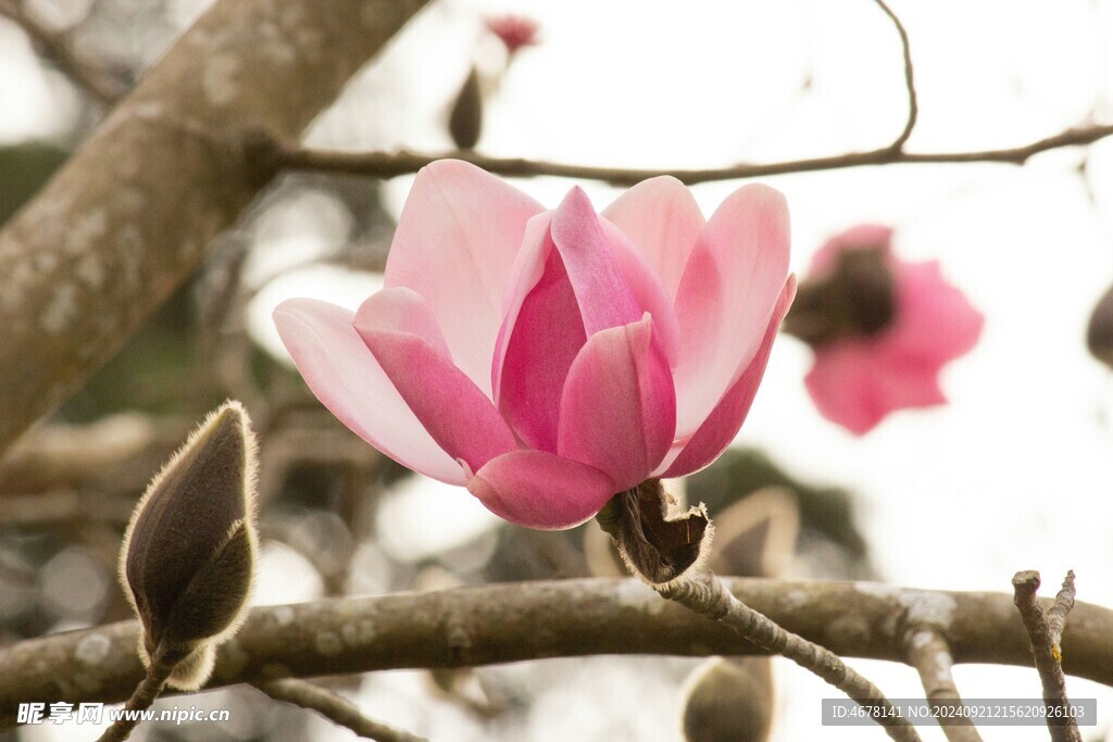 玉兰花