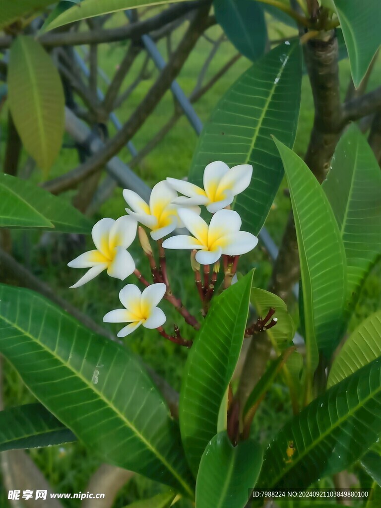 鸡蛋花