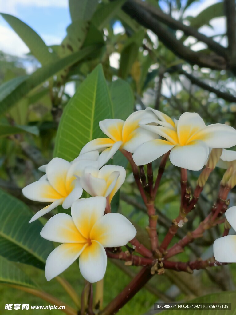 鸡蛋花