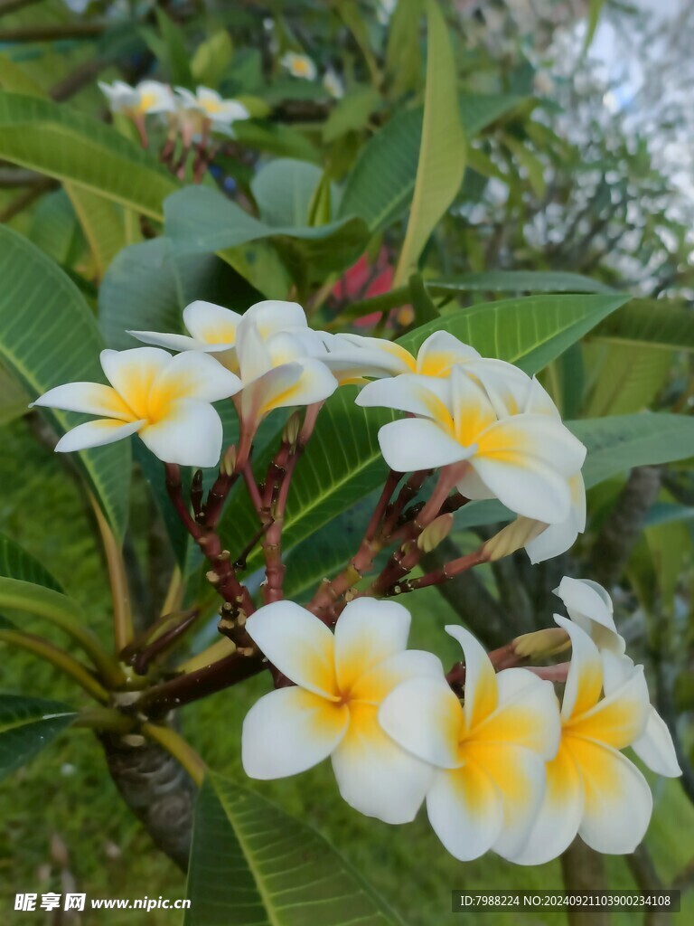 鸡蛋花