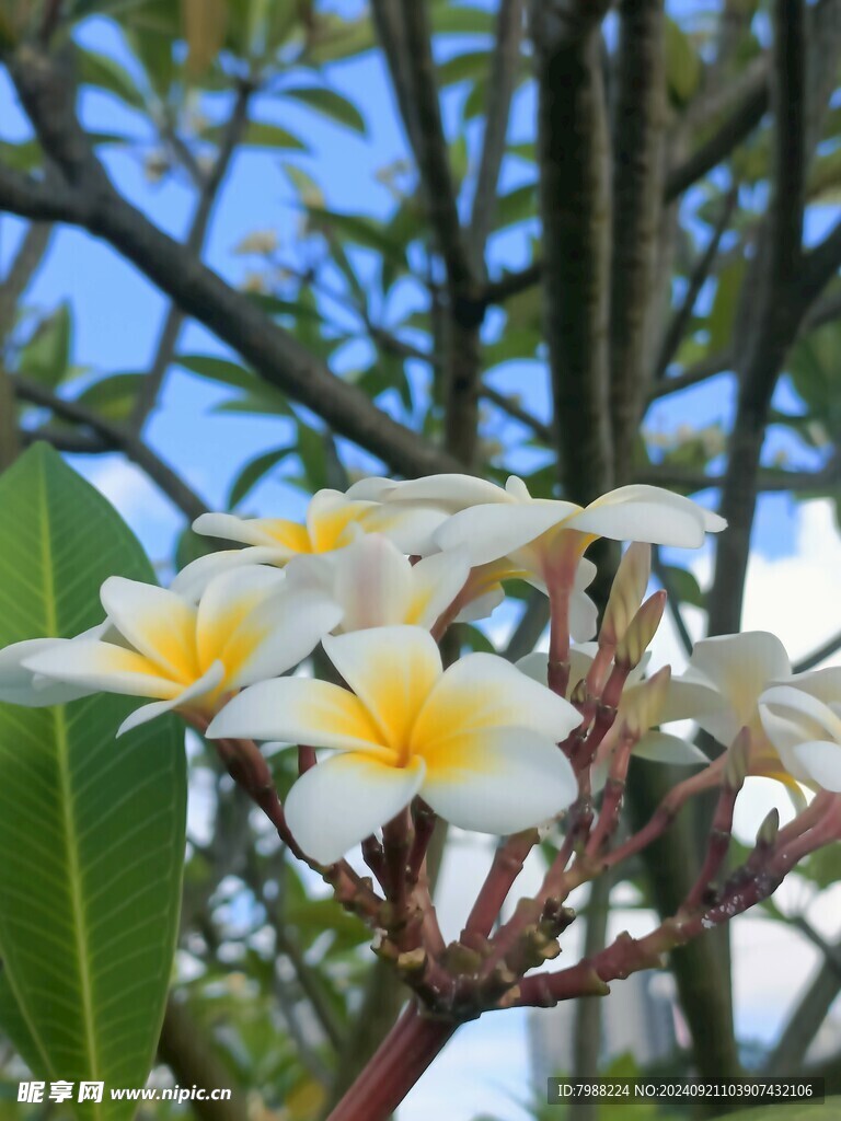 鸡蛋花