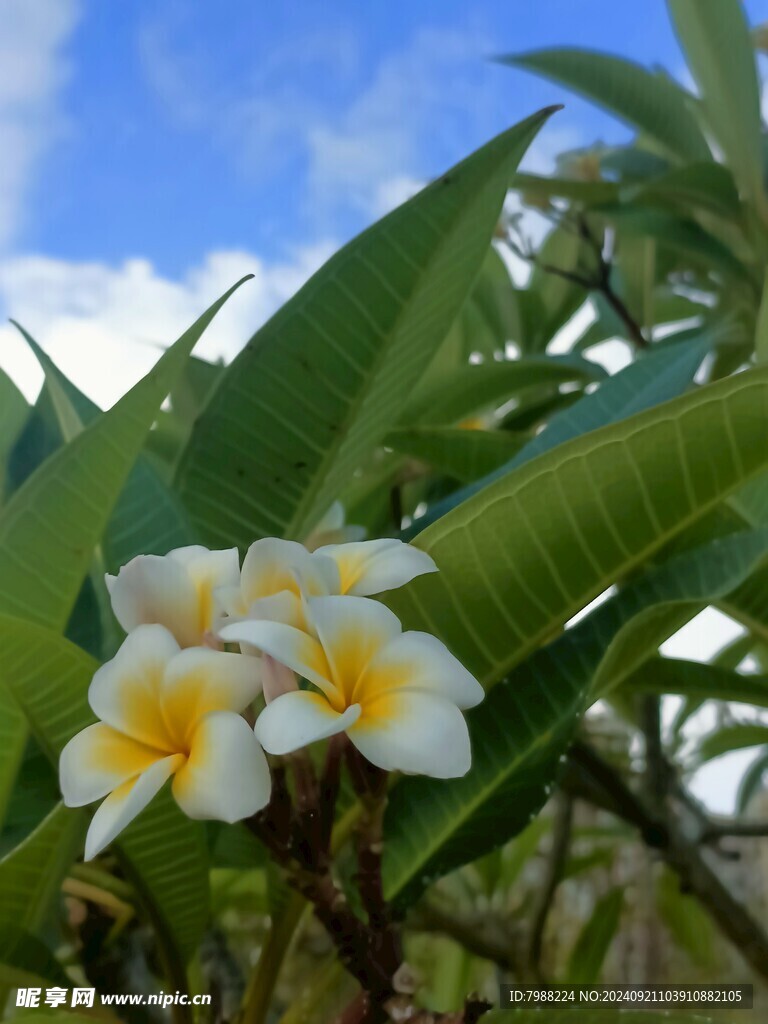 鸡蛋花