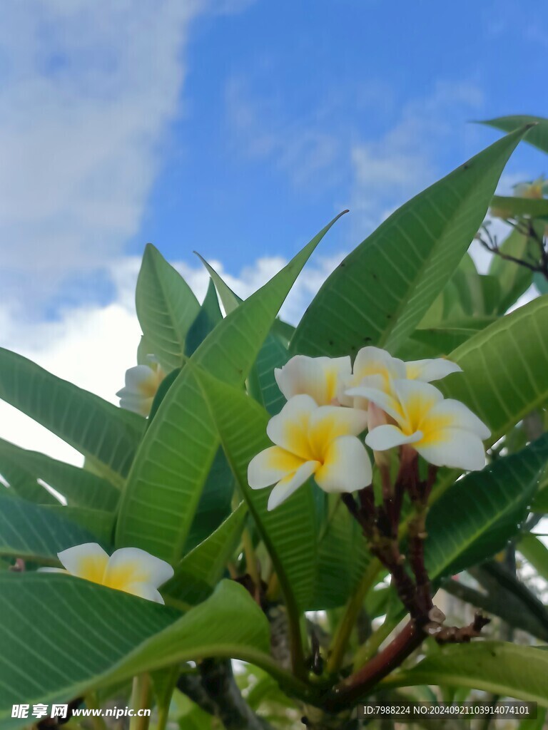 鸡蛋花