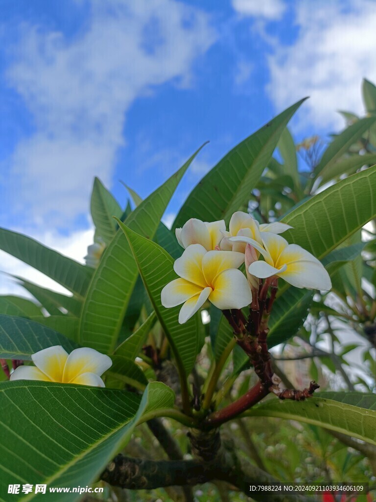 鸡蛋花