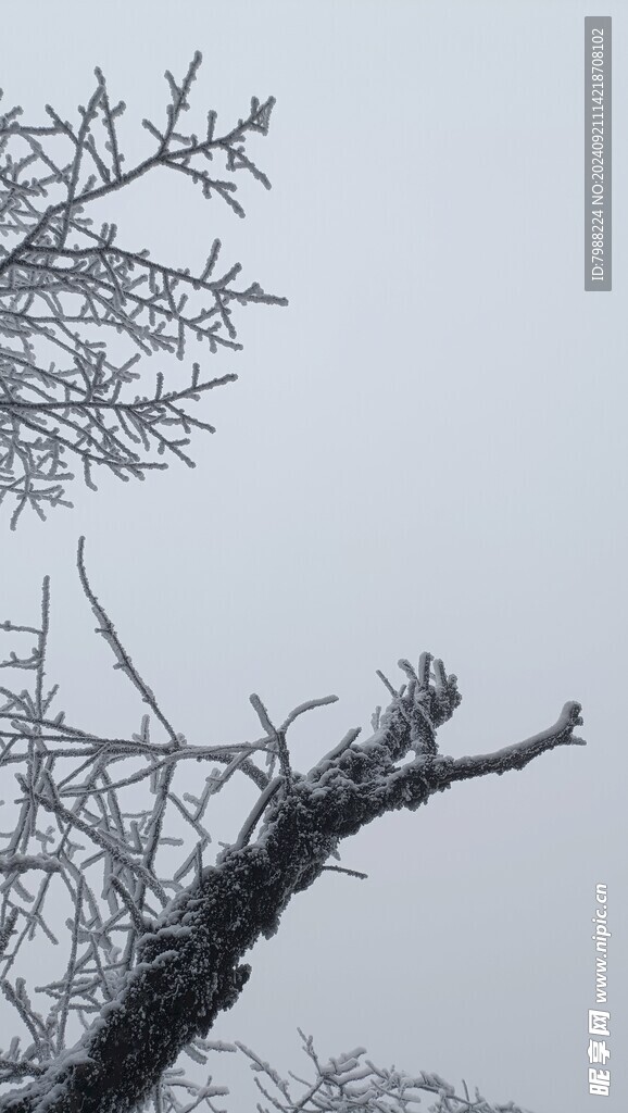 雪和树