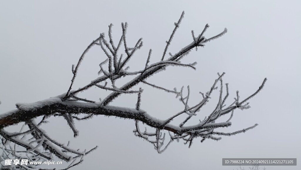 雪和树