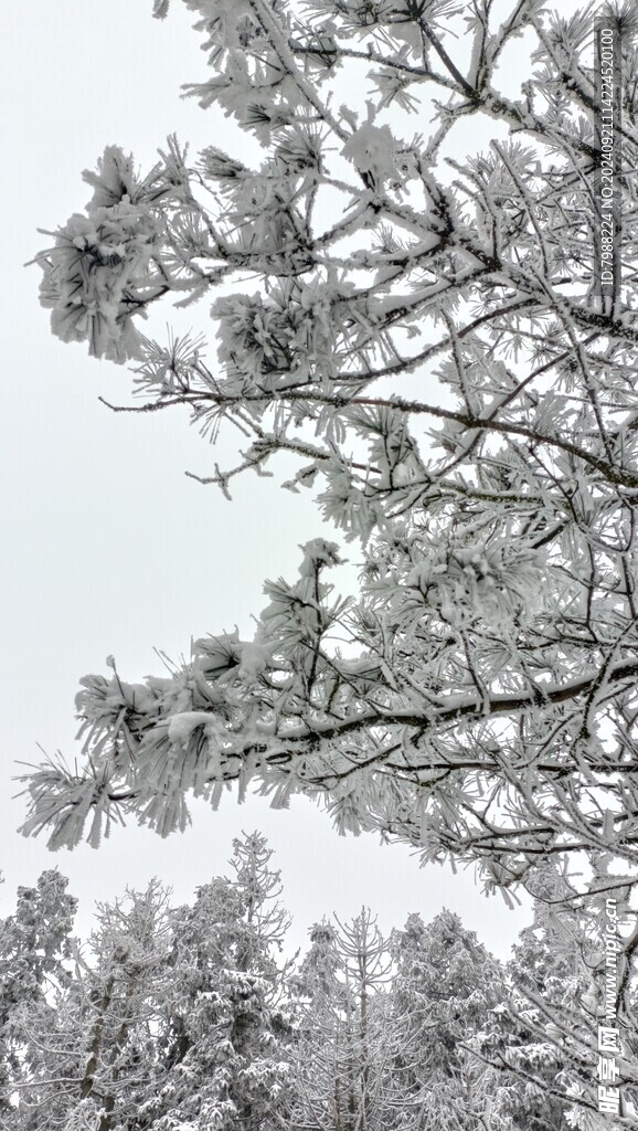 雪和树