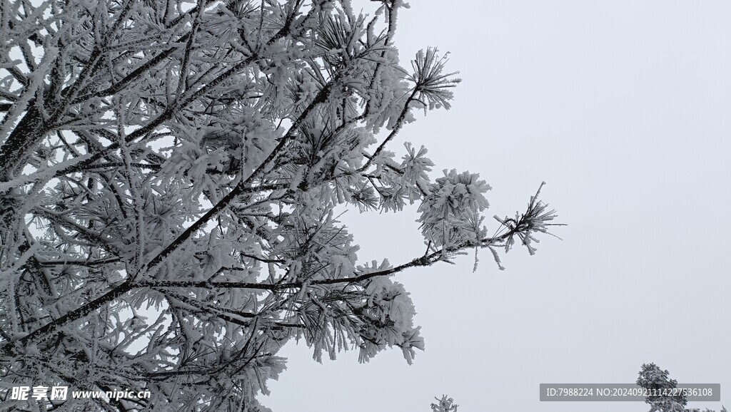 雪和树