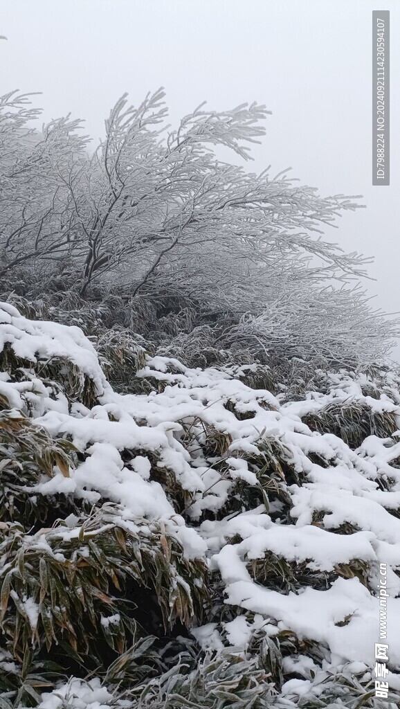 雪和树