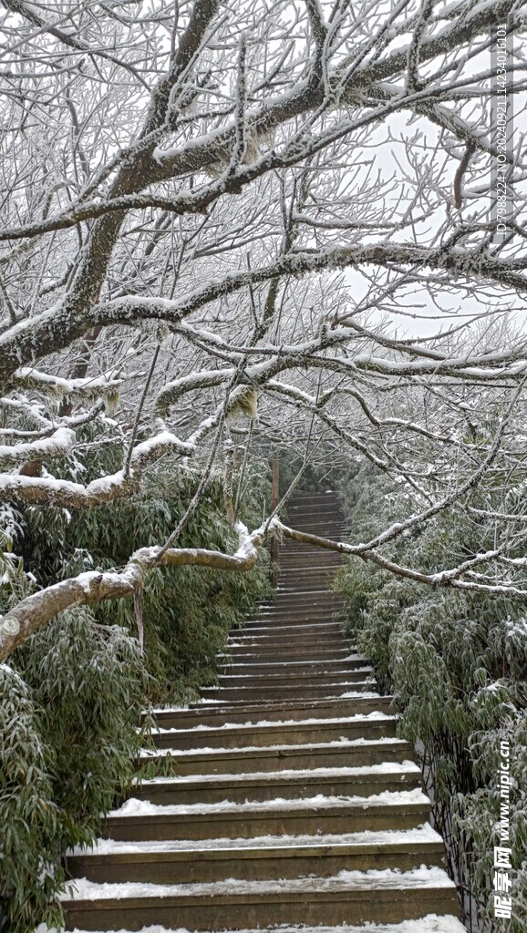 雪和树