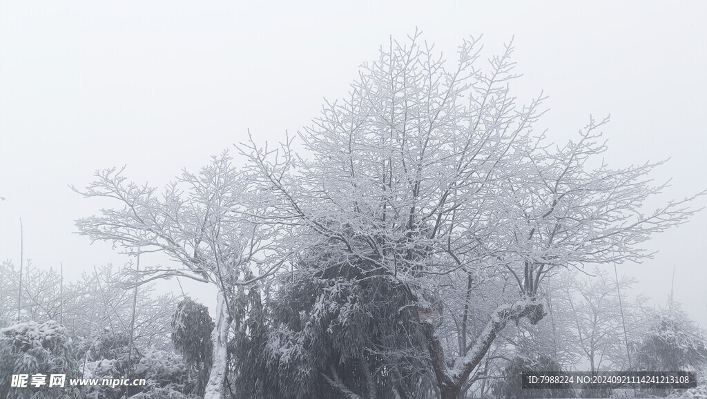 雪和树