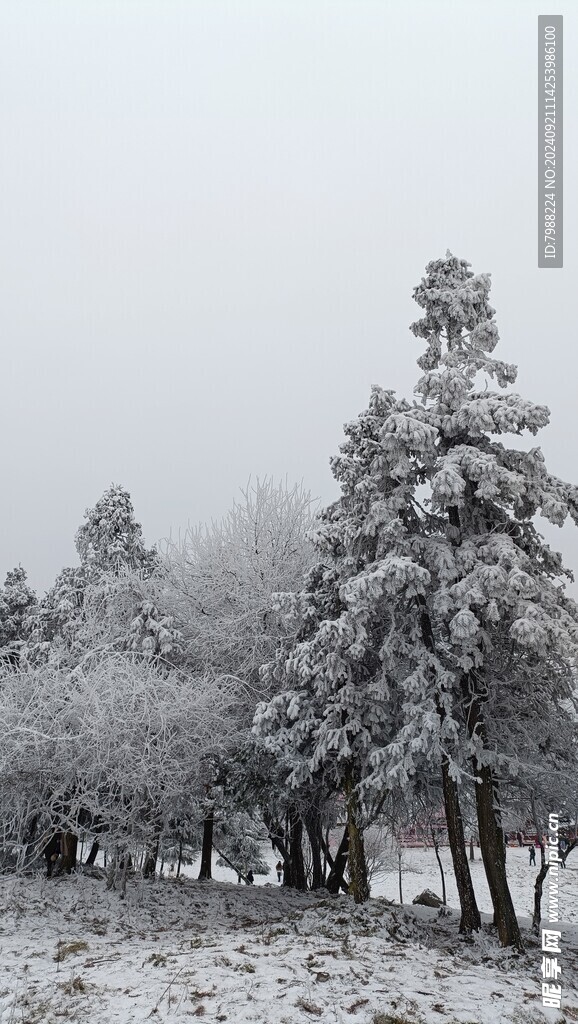 雪和树