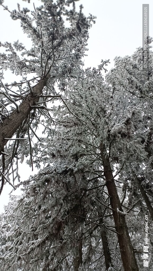 雪和树