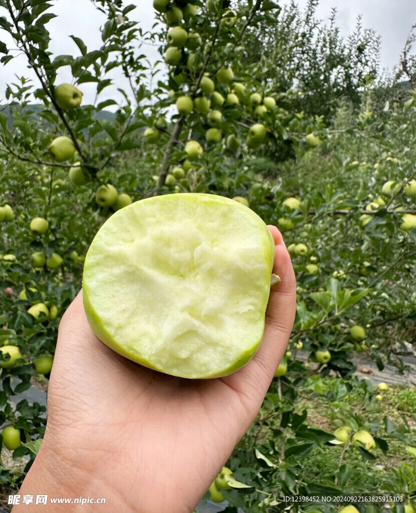 苹果