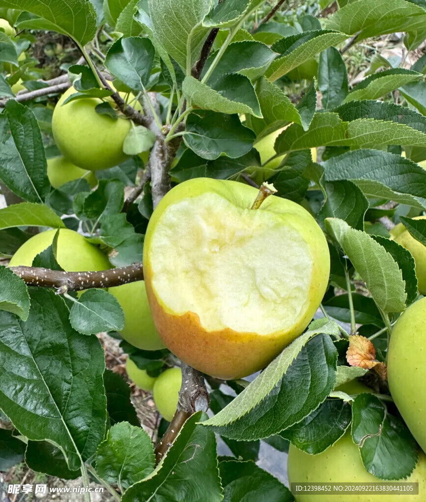 苹果