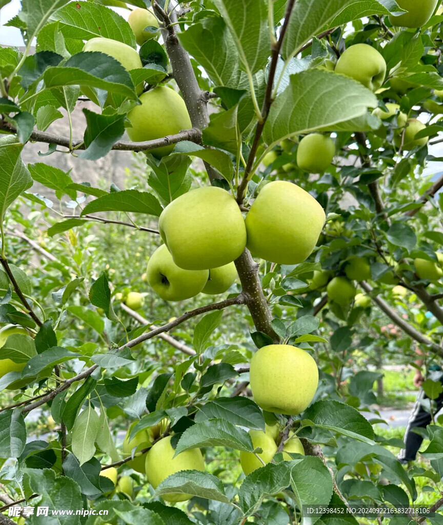 苹果