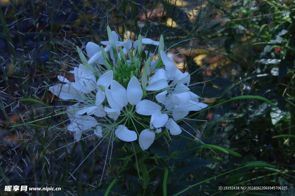 醉蝶花 