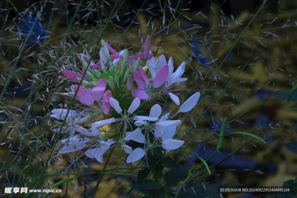 醉蝶花  