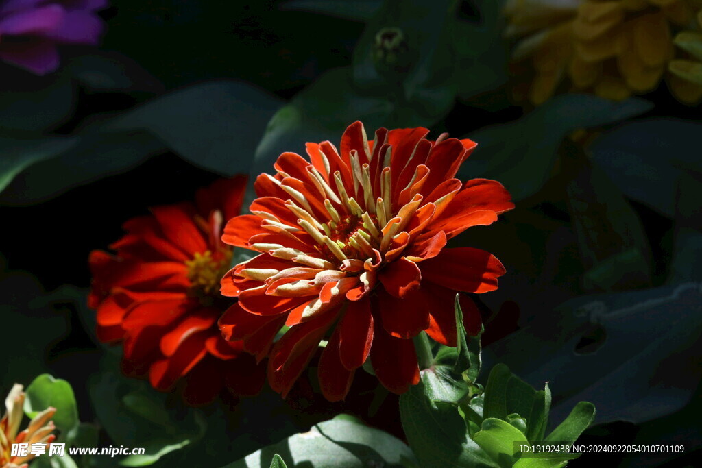 百日菊  
