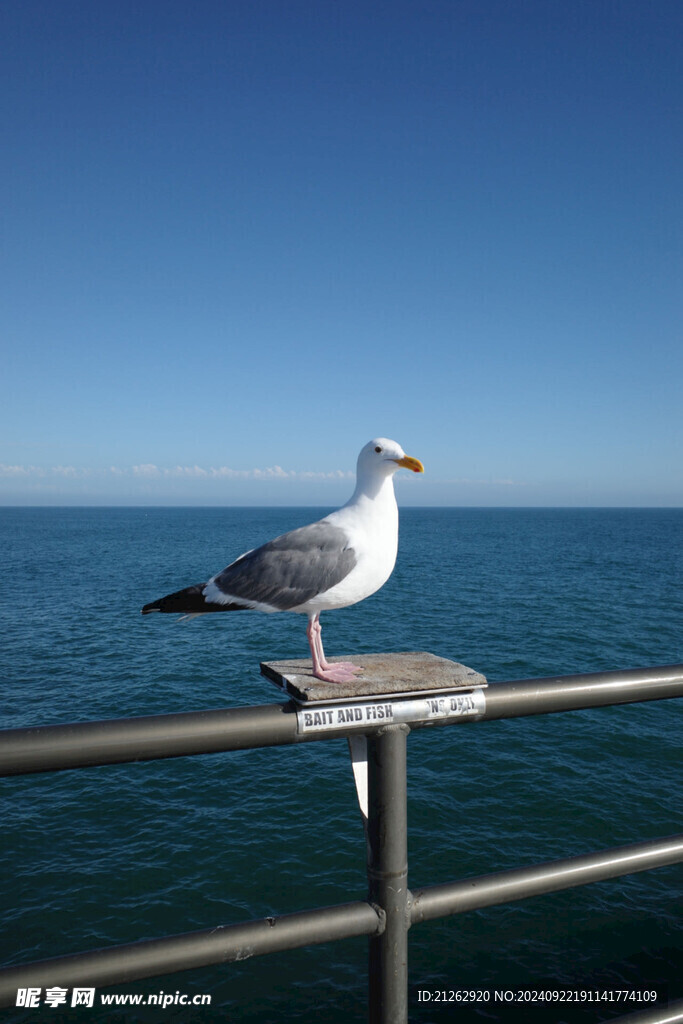 鸽子看大海