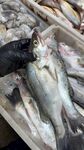 海鲈鱼