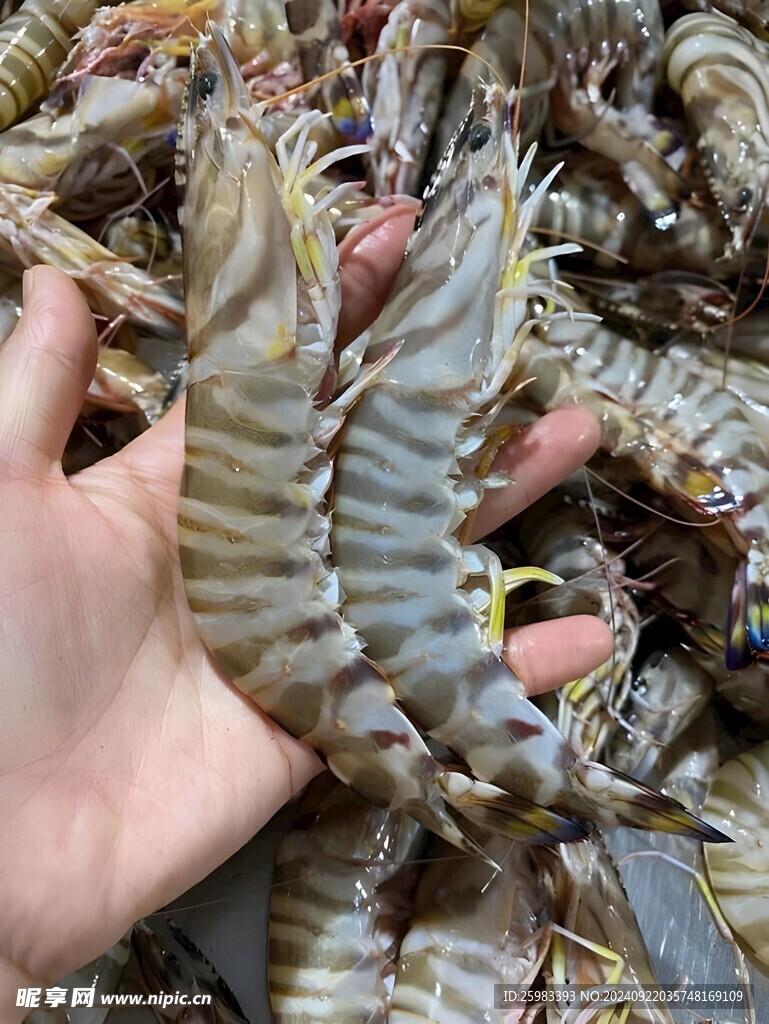 九节虾