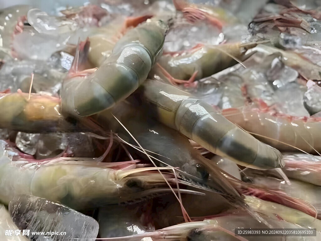 对虾