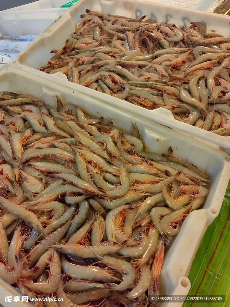对虾