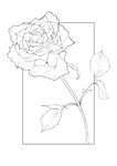 玫瑰花线稿