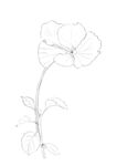 蝴蝶花线稿