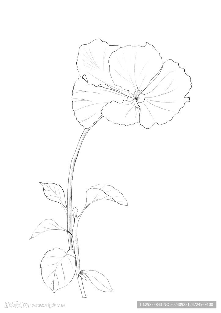 蝴蝶花线稿