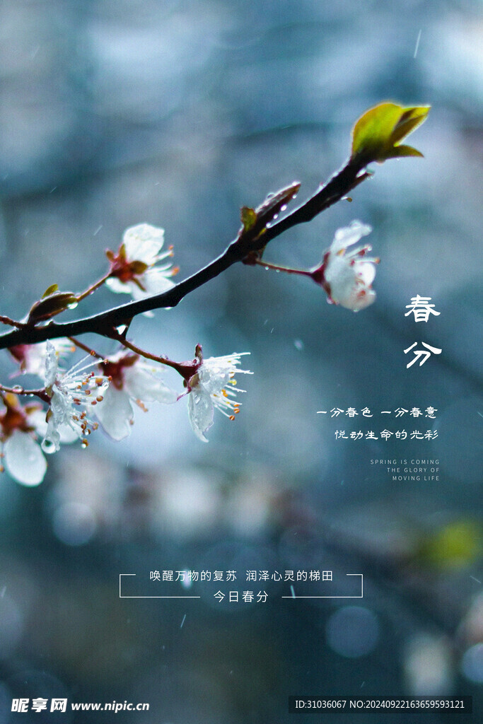 春分海报图片