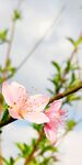 桃花特写