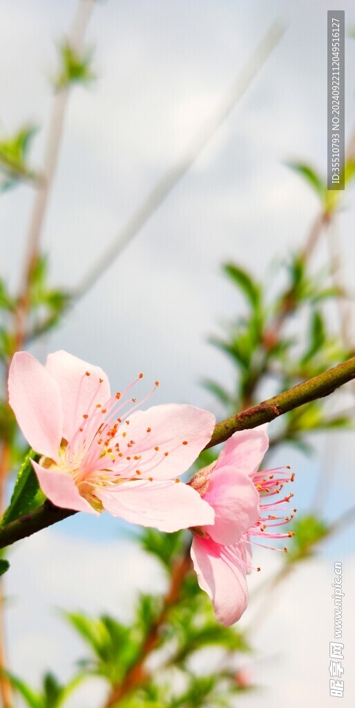 桃花特写