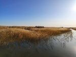居延海芦苇