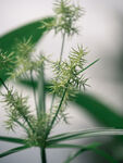 野外花草