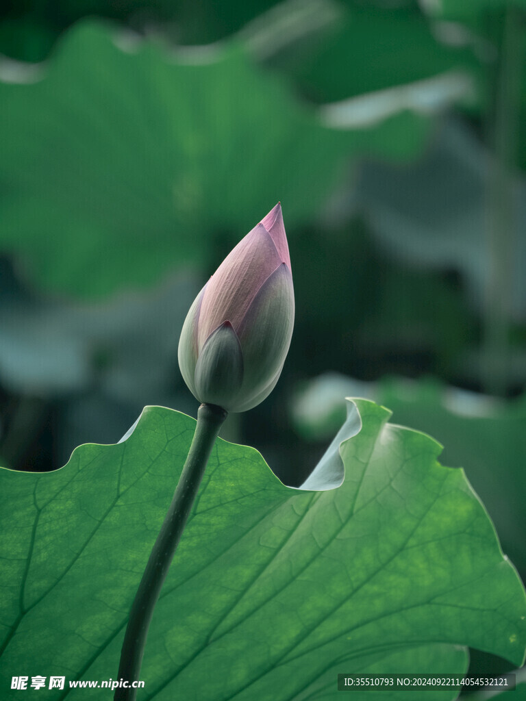 荷花荷叶花苞