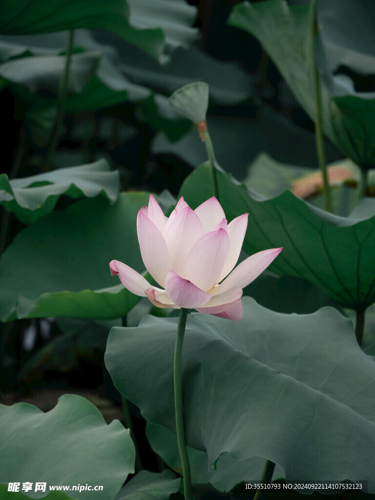 荷花荷叶