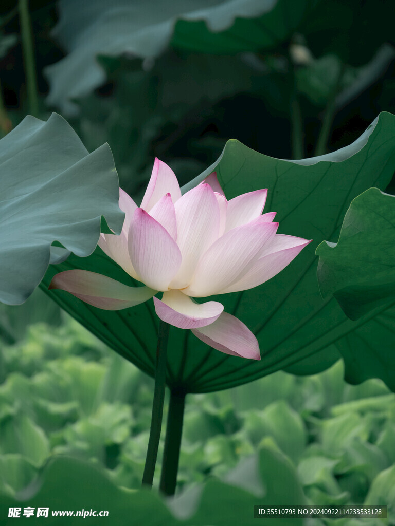 荷花荷叶