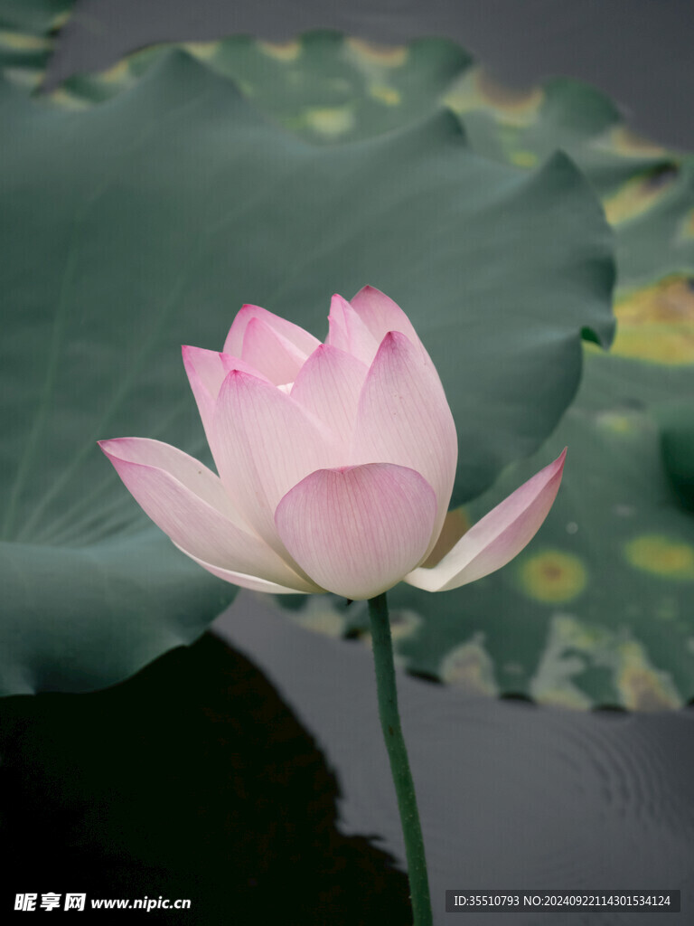 荷花荷叶