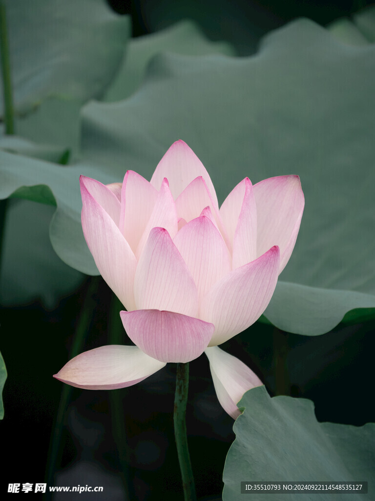 荷花荷叶