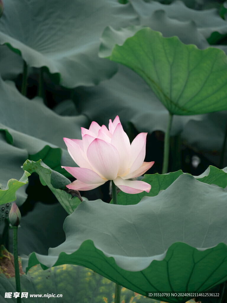 荷叶荷花