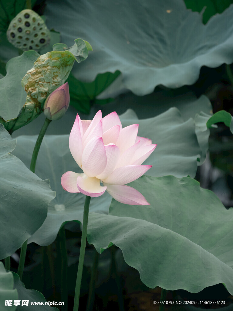 荷叶荷花