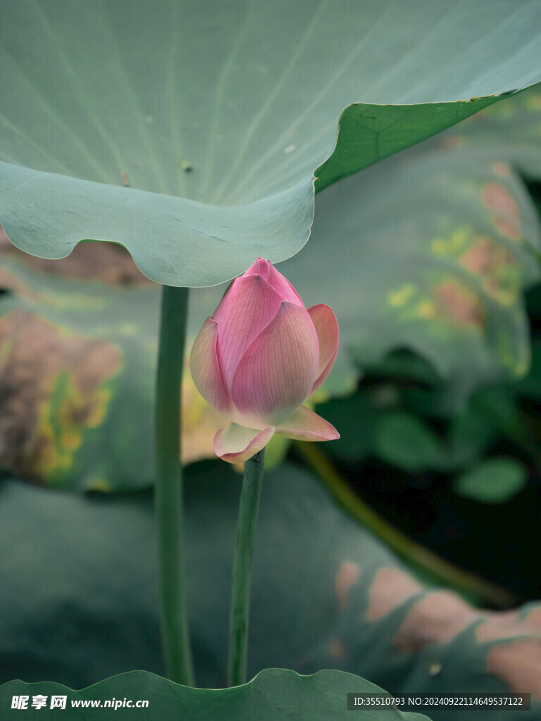 荷叶荷花花苞