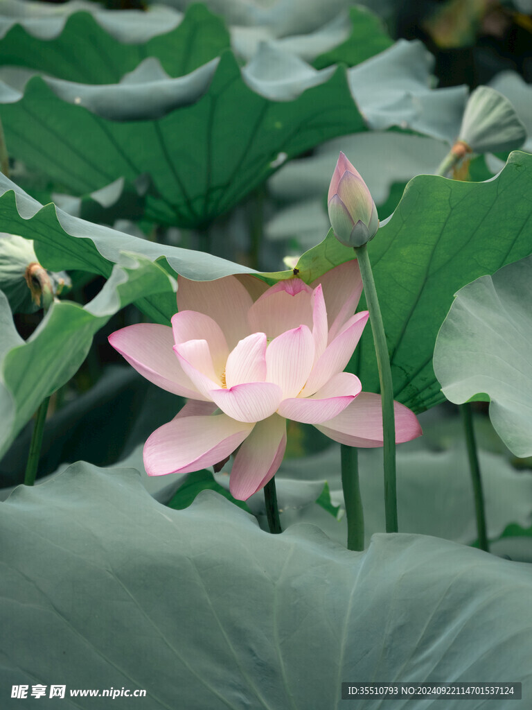 荷叶荷花