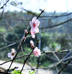 粉色桃花
